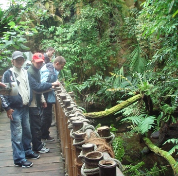 dažďový prales.JPG